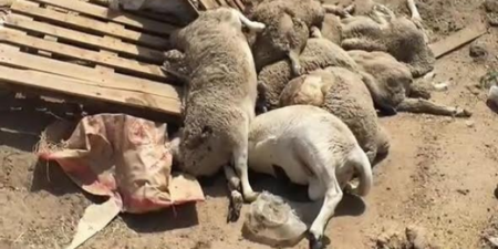 شاب يقتحم حظيرة للبهائم، ويتسبب في نفوق 28 رأس غنم بآلة حادة بدافع الانتقام