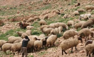 شقيقان يقتلان راعيا للغنم بسبب نزاع حول منطقة لرعي الأغنام