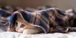 مثير:القبض على قطط لتهريب الهواتف النقالة للسجناء بطريقة غريبة