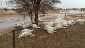 نفوق عدد كبير من الأغنام بشكل مفاجئ يثير مخاوف الفلاحين ويستنفر الجهات المختصة