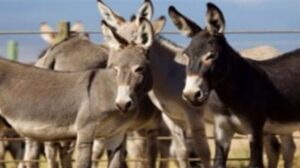 بالفيديو:جيوش من (الحمير والبغال) تجتاح مدينة أكادير السياحية، والمسؤولين خارج التغطية