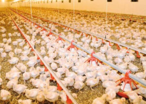 مربو الدجاج يحتجون غدا بسبب انخفاض سعره، وانتشار واسع ل”الدجاج البياض”