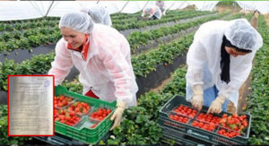 مثير:صاحب مكتبة ينصب على نساء في مبالغ مالية بعدما أوهمهن بإرسالهن إلى إسبانيا لجني الفرولة