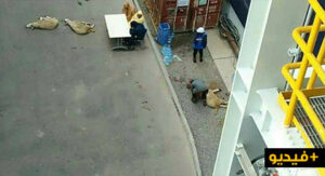 فضيحة بالفيديو:دماء خرفان وطقوس غريبة لطرد “النحس” من مشروع المحطة الحرارية بمشاركة مسؤولين كبار