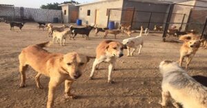 سلطات أكادير تنظم حملة للقضاء على الكلاب الضالة لكنها تتعرض لاستفزازات اجانب في ظروف غامضة ؟؟