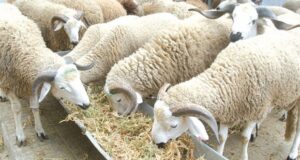 اعتقال ثلاثة فلاحين ينتمون إلى عائلة معروفة، و حجز 17 طنا من فضلات الدجاج، كانت مخصصة لتسمين أضاحي العيد