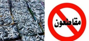 رغم حملة “خليه يعوم”…السردين سيرتفع ثمنه في الأيام القادمة من رمضان