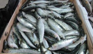 جامعة غرف الصيد:وسطاء تجارة السمك عديمي الضمير وراء ارتفاع الأسعار