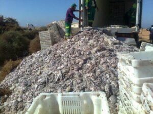 أكادير:إتلاف نصف طن من الأخطبوط المهرب كانت موجهة للترويج بأكادير