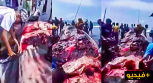 فيديو لمغاربة يقطعون لحم “حوت نافق” على شاطئ البحر يثير الجدل في مواقع التواصل
