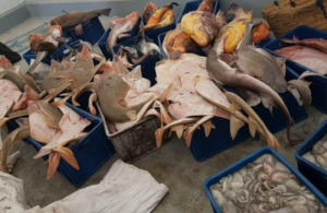 البحرية الملكية تترصد مافيا لتهريب الأسماك نحو الخارج