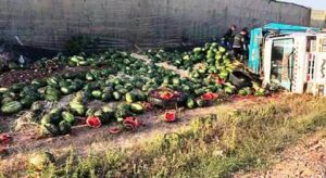 تارودانت: “الدلاح” يتشتت في الطريق إثر انقلاب شاحنة، و السائق يصاب.