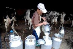 مثير:تعاونيات فلاحية تدخل على خط حملة المقاطعة الشعبية، و تقرر تقديم الحليب مجانا للمواطنين.