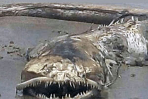 البحر يلفظ حيوان بحري مخيف، وجدل حول نوعه