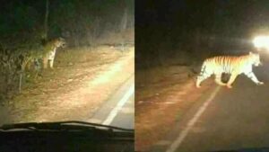 صور نمر عملاق يتجول بجبال أكادير، تثير الرعب وتشعل الفايسبوك