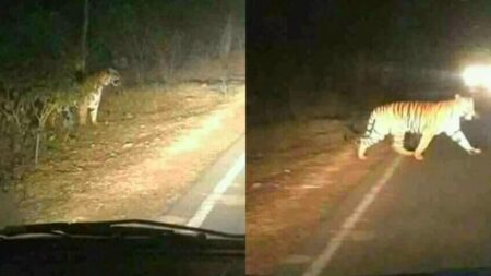 صور نمر عملاق يتجول بجبال أكادير، تثير الرعب وتشعل الفايسبوك