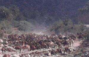 بالصور والفيديو:جحافل من الإبل تجتاح أكادير مرفوقة بعناصر من القوات العمومية