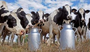 ONSSA يفنذ الشائعات ويؤكد سلامة منتوجات الحليب ومشتقاته