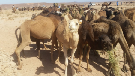 مرض خطير يصيب قطعان الإبل ويستنفر “الكسّابة” بنواحي جهة كلميم مرض خطير يصيب قطعان الإبل ويستنفر “الكسّابة” بنواحي جهة كلميم