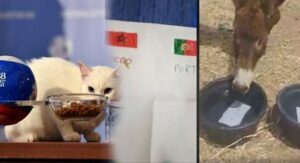 تنبؤ عراف المونديال بفوز المغرب على البرتغال يثير سخرية عارمة في الفايسبوك