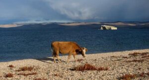 إعدام بقرة لعبورها الحدود بشكل غير قانوني رغم  حصولها على شهادة صحية تتبث سلامتها الصحية
