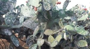 الحشرة القرمزية تعلن الحرب على الصبار بسوس، ومطالب عاجلة بالتدخل