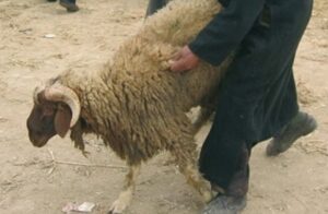 خروف في تيزنيت يتسبب في سجن شخص سنة كاملة