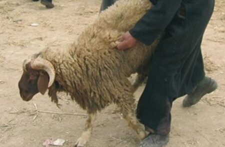 خروف في تيزنيت يتسبب في سجن شخص سنة كاملة