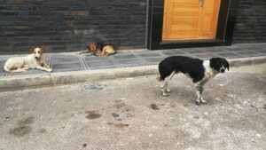 +صور:الكلاب الضالة تؤجج غضب مواطنين بقلب أكادير