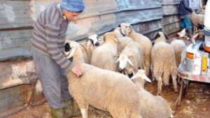 حجز حقن مهربة كانت موجهة إلى الفلاحين لتسمين الأضاحي