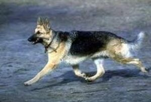 مصرع شاب غرقا بسبب رأفته على كلب مروض، والحادث يستنفر الوقاية المدنية