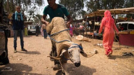 قبل أيام من حلول عيد الأضحى. حجز 345 أضحية يتم تسمينها بالنفايات والمخلفات المنزلية