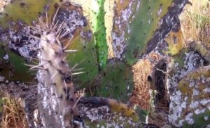 بالفيديو:وباء الحشرة القرمزية الذي أصاب ”الصبار” بسوس ينقل العدوى لأبناء الفلاحين وأقاربهم وسط مخاوف متزايدة