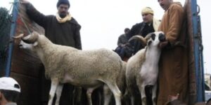 الغش في تسمين أضاحي العيد يستنفر الداخلية و الدرك، ووزارة الفلاحة تكشف عن خطتها لمواجهة بعض “الكسابة” المتلاعبين