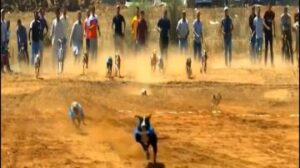 مسابقة “كلاب السلوقي” بالمغرب..