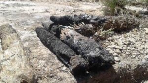 +صور: مصير مجهول لشكاية تخريب واحة للنخيل بطاطا، ومطالب بفتح تحقيق في الموضوع.