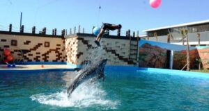 فيديو الإستعراضات الترفيهية للدلافين الروسية بأكادير.