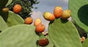 نبات الصبار …وداعا رفيق الفلاحين.. !