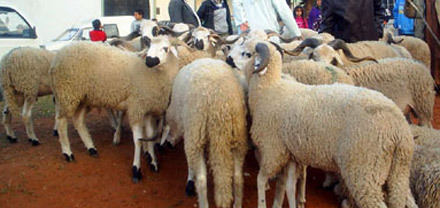 قبل أيام من حلول عيد الأضحى..عصابة “فراقشية” تسرق 40 خروفا ضواحي تيزنيت
