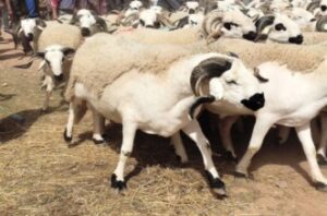 (فيديو)رغم المراقبة.. الشناقة يزورون طانكة الحولي