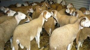 مكتب السلامة الصحية يعلن خطته لضمان سلامة أضاحي العيد