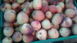 سلطات أكادير،تنزع بالقوة الأغطية الواقية من حرارة الشمس بالمربعات التجارية بسوق الأحد، وجمعيات التجار تندد بهذا الإجراء.