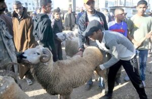 رغم حملات التحسيس..ضبط حالات لتسمين الأضاحي باستعمال فضلات الدجاج والأدوية الممنوعة