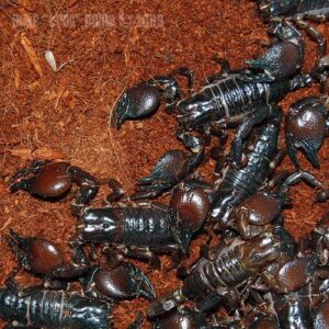 هجوم كاسح للعقارب على مخيم للأطفال بتغازوت يثير الذعر، ويستنفر المسؤولين