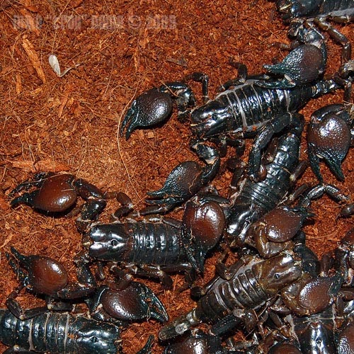 هجوم كاسح للعقارب على مخيم للأطفال بتغازوت يثير الذعر، ويستنفر المسؤولين