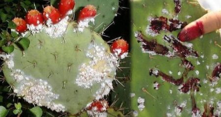 بالفيديو:الحشرة القرمزية تدمر "الهندية" بآيت باعمران