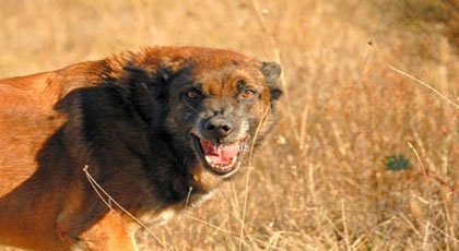 عااجل بأيت ملول:عضة كلب “شرس” ترسل امرأة إلى المستشفى في حالة حرجة،  والجهات المعنية في سبات عميق