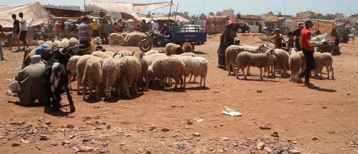 يهم سكان أكادير:السلطات تقرر تحويل سوق بيع الأضاحي ” الرحبة ” إلى فضاء تتوفر فيه الظروف الملائمة