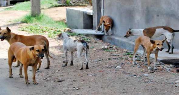 عضات كلاب ضالة تتسبب في إصابات خطيرة لثلاثة أطفال بتيزنيت.