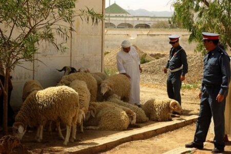 تزنيت: توقيف شخص أربعيني "فراقشي" روع الكسابة بمنطقة أكلو